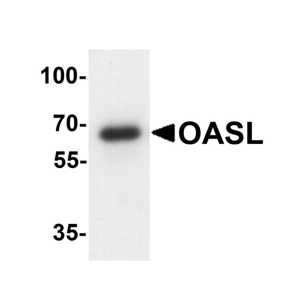 ProSci 7775 OASL Antibody