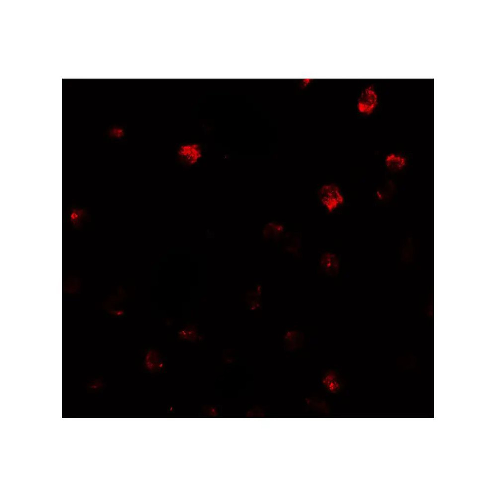 ProSci 7869 NDST2 Antibody