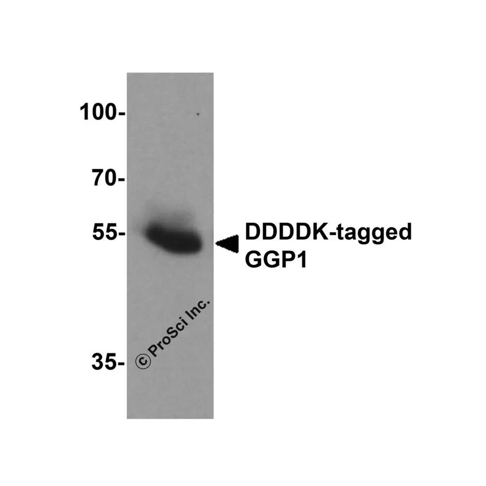 ProSci 7873 DDDDK-tag Antibody