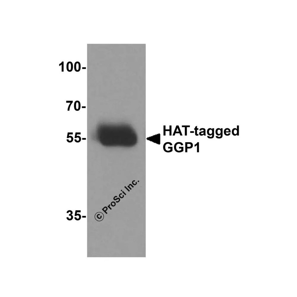 ProSci 7875 HAT-tag Antibody