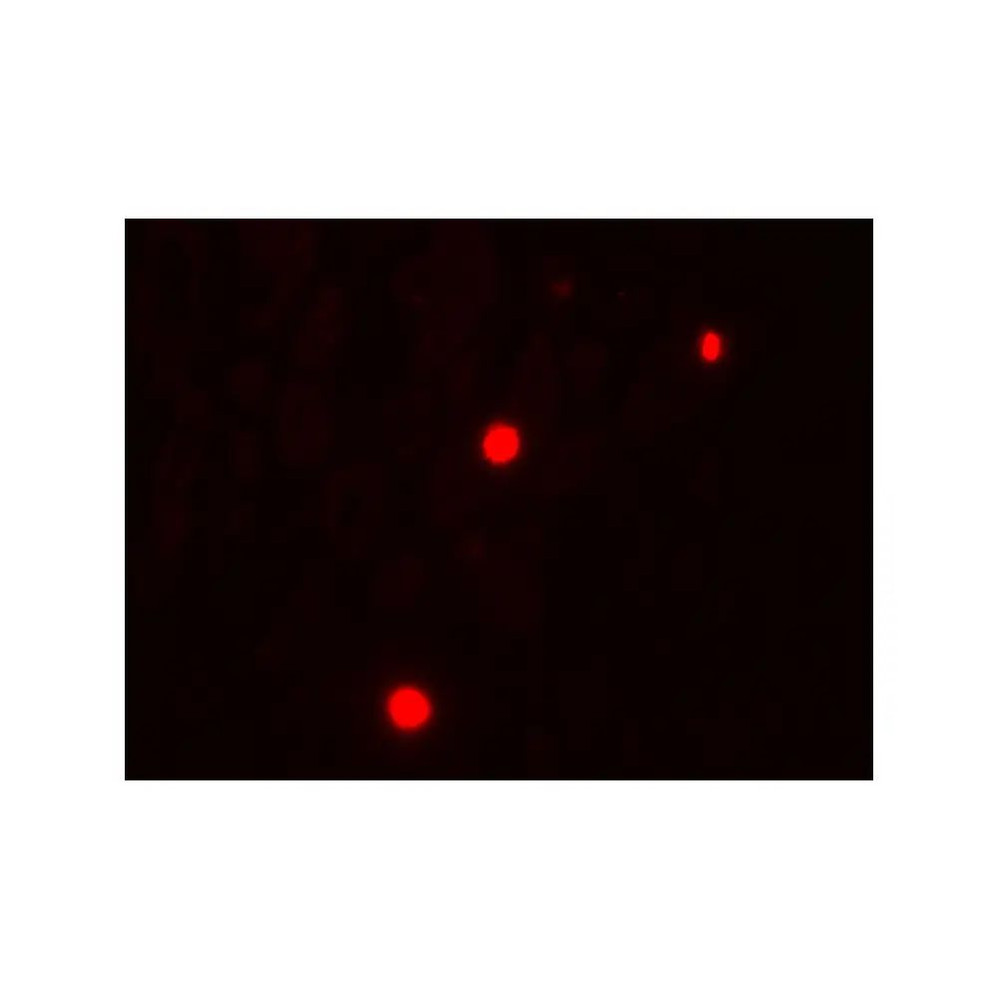 ProSci 7921 NOX1 Antibody