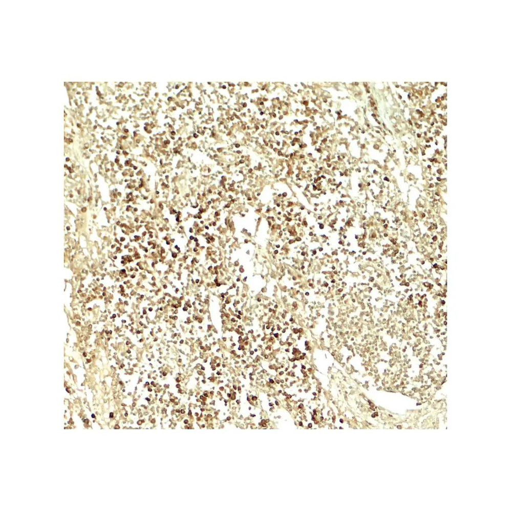 ProSci 7929 E2F3 Antibody