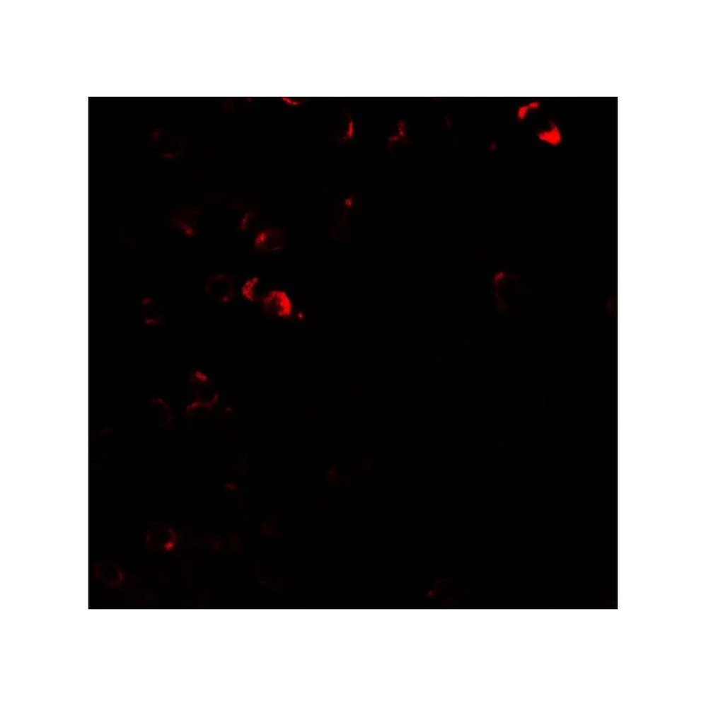 ProSci 7929 E2F3 Antibody
