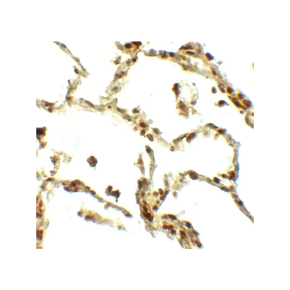 ProSci 7931 BAMBI Antibody