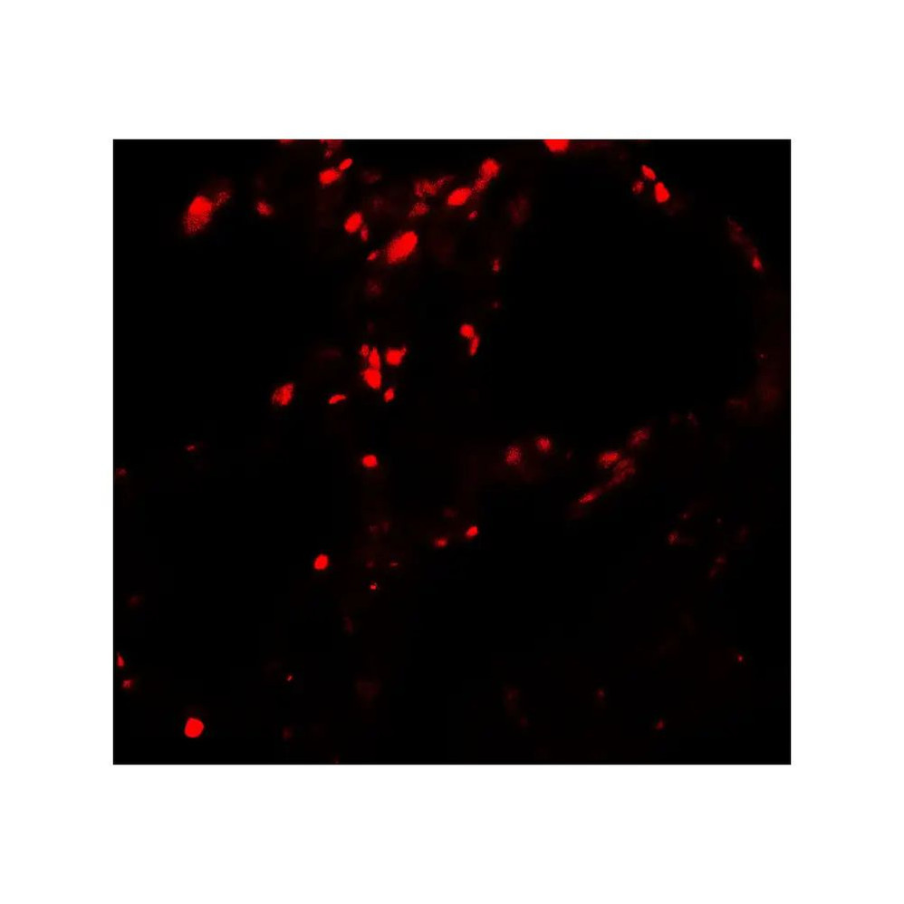 ProSci 7931 BAMBI Antibody