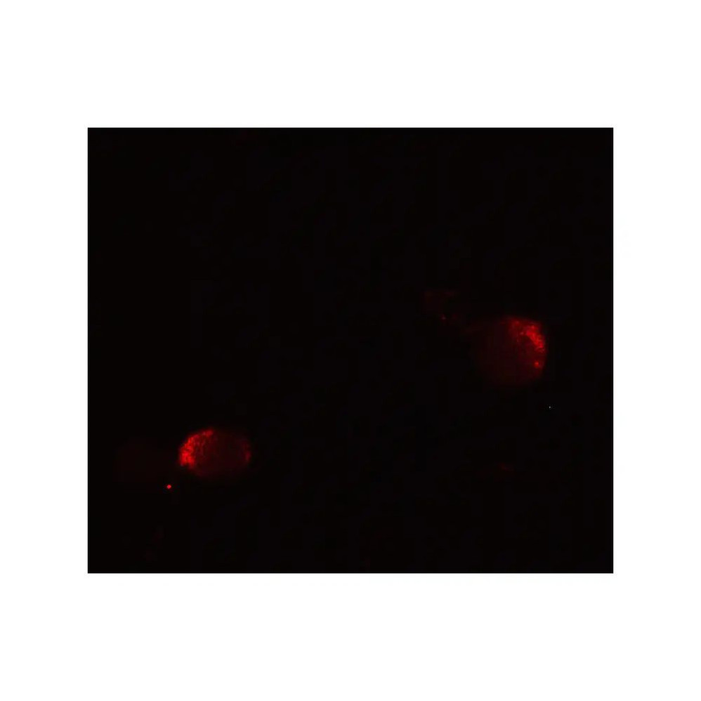 ProSci 7933 LIN54 Antibody