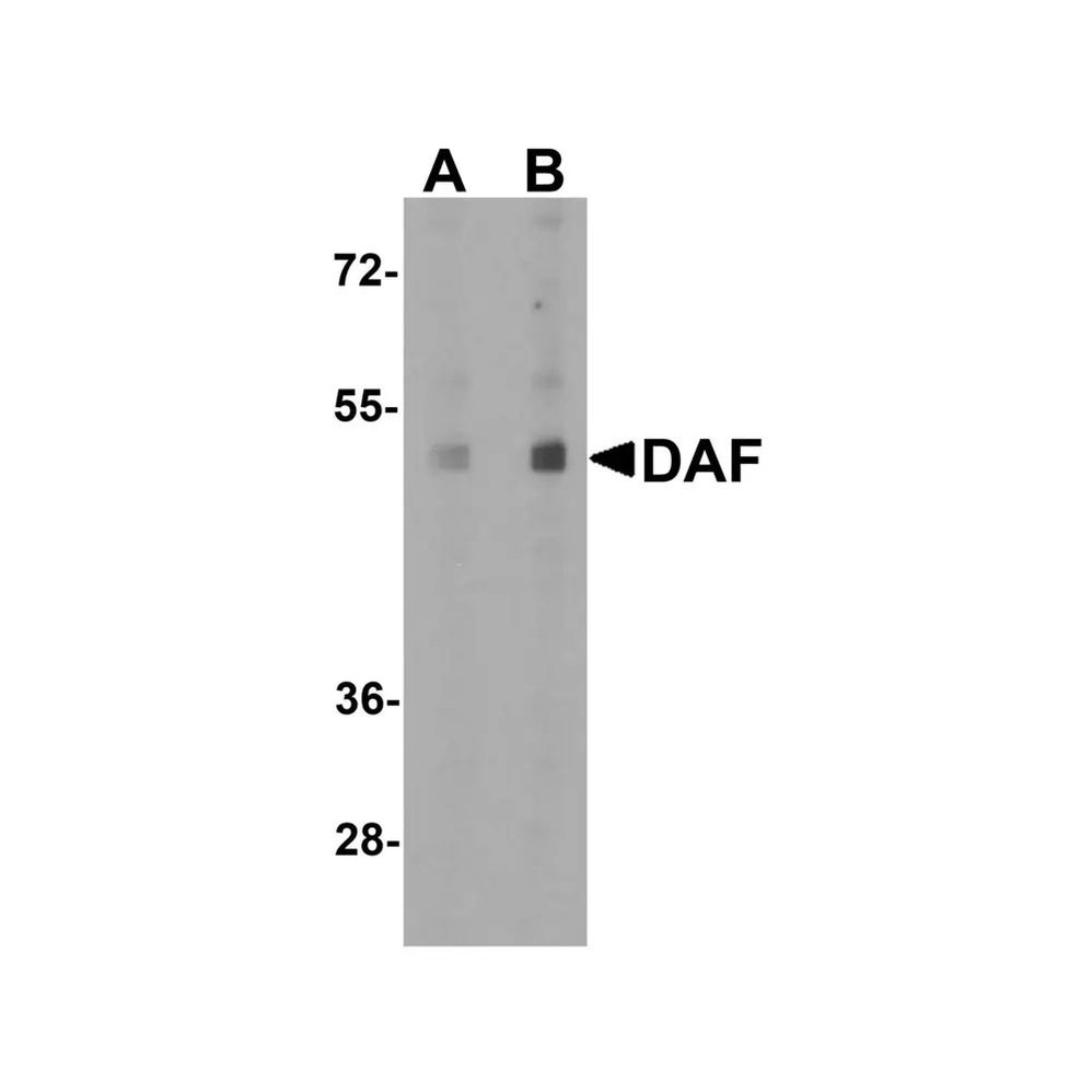 ProSci 7937 DAF Antibody