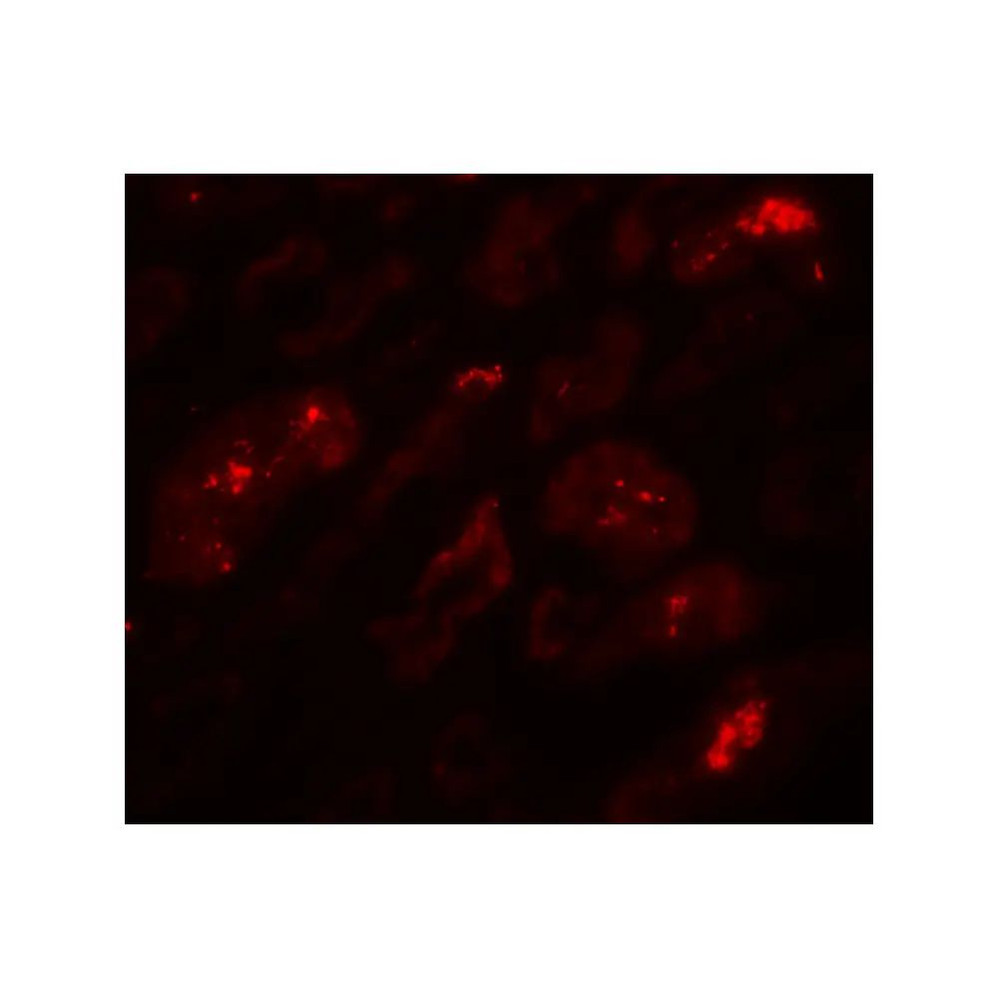 ProSci 7939 BATF3 Antibody