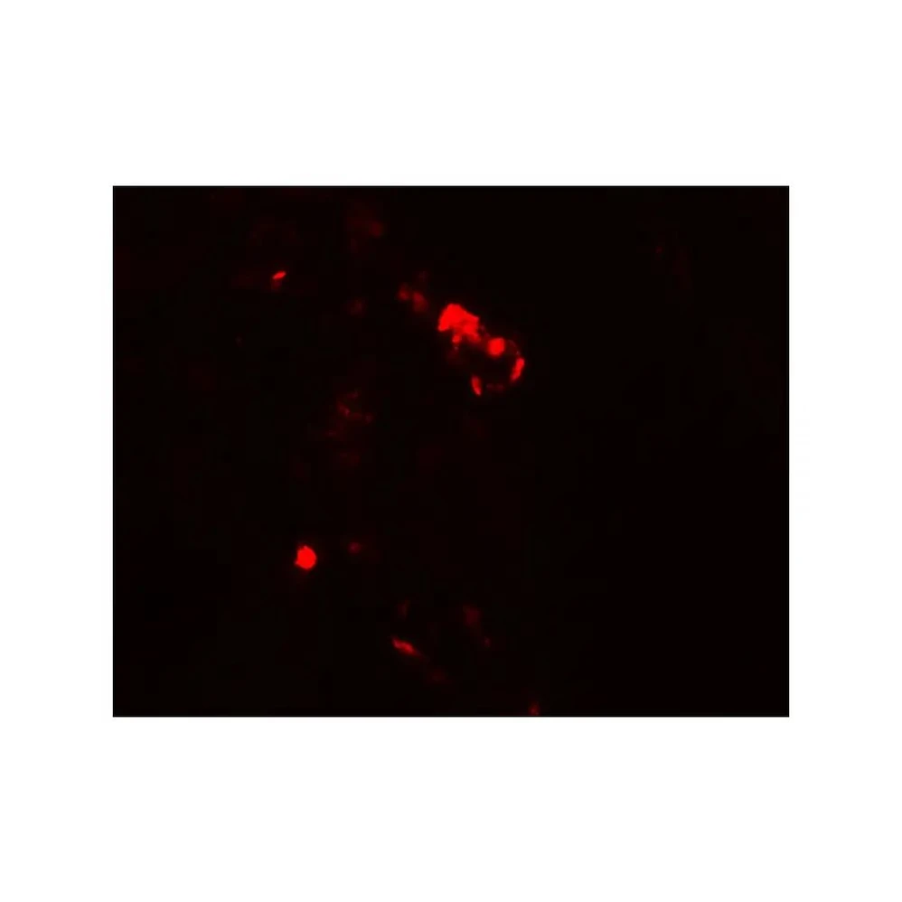 ProSci 7943 Rubicon Antibody