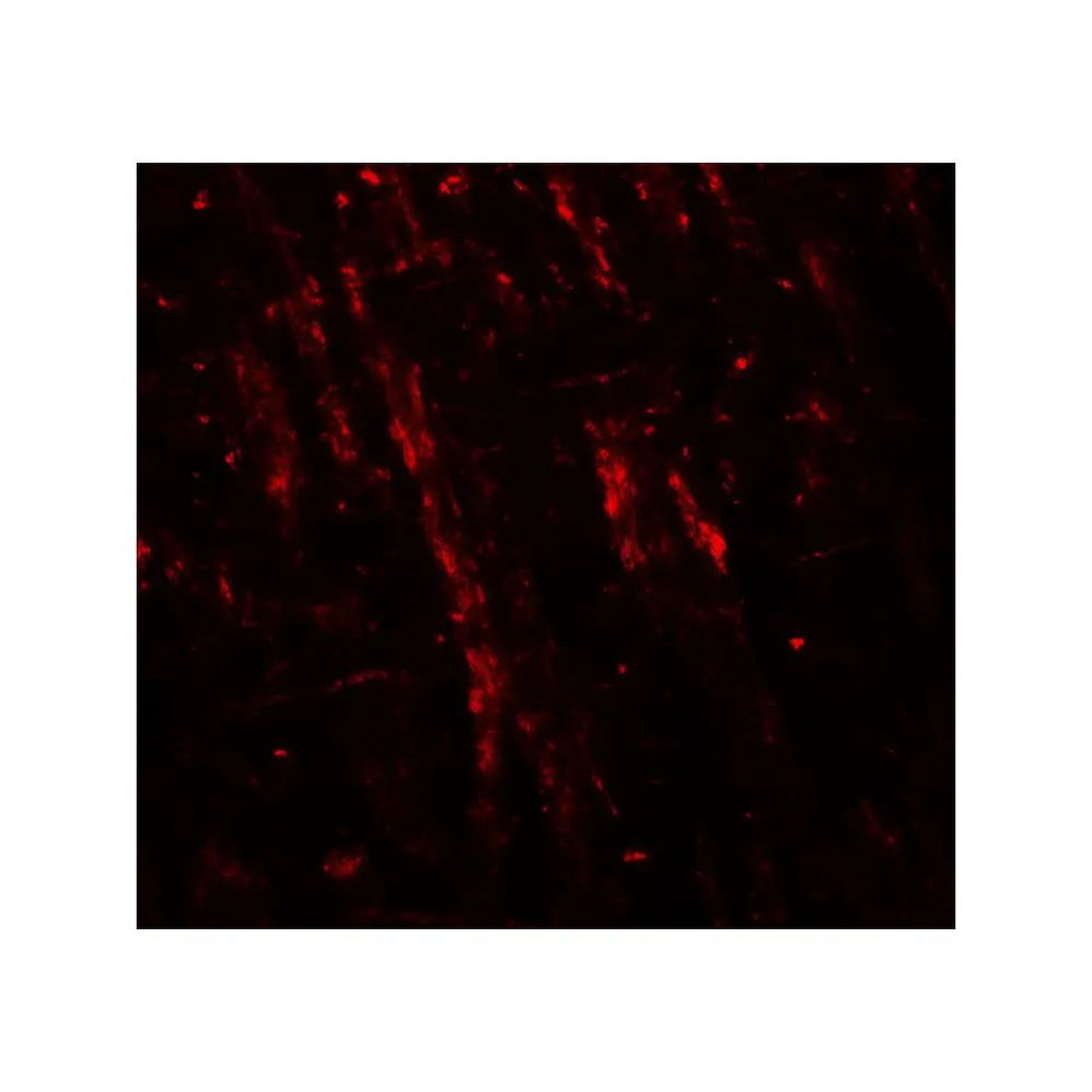 ProSci 7969 NLGN2 Antibody