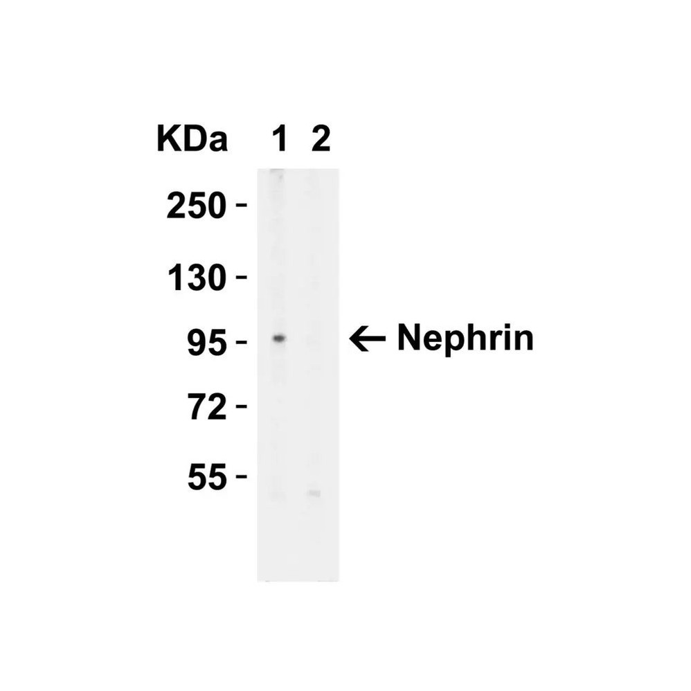 ProSci 7979 Nephrin Antibody