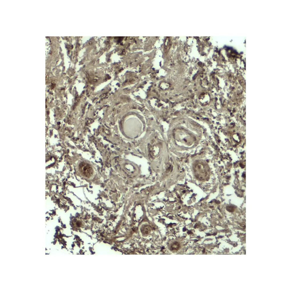 ProSci 7987 GPRASP1 Antibody
