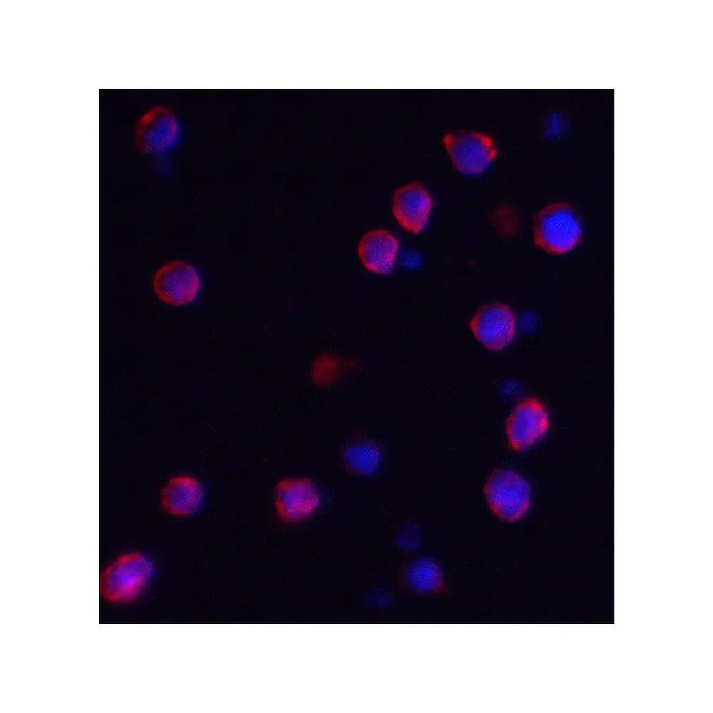 ProSci 8009 IQSEC1 Antibody