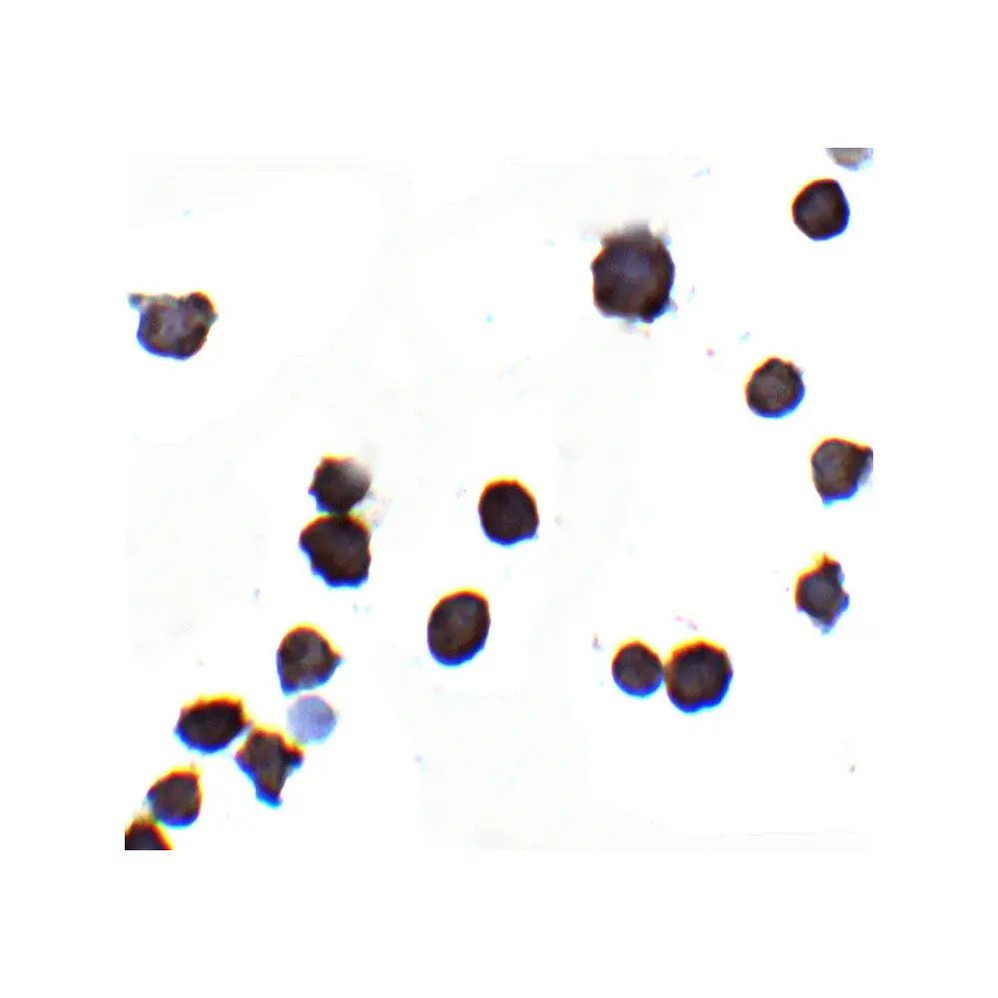 ProSci 8009 IQSEC1 Antibody
