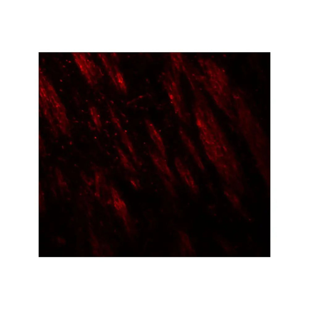 ProSci 8013 PTPN5 Antibody