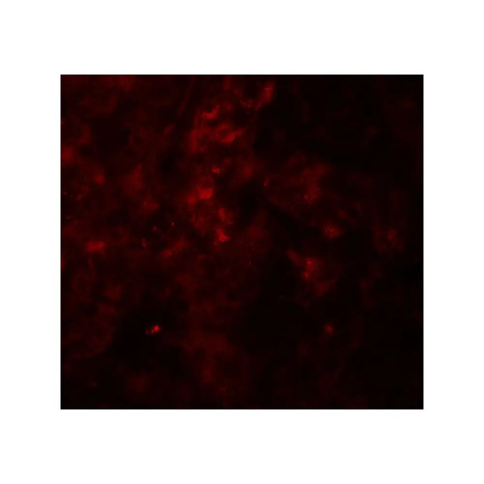 ProSci 8023 SESTRIN2 Antibody