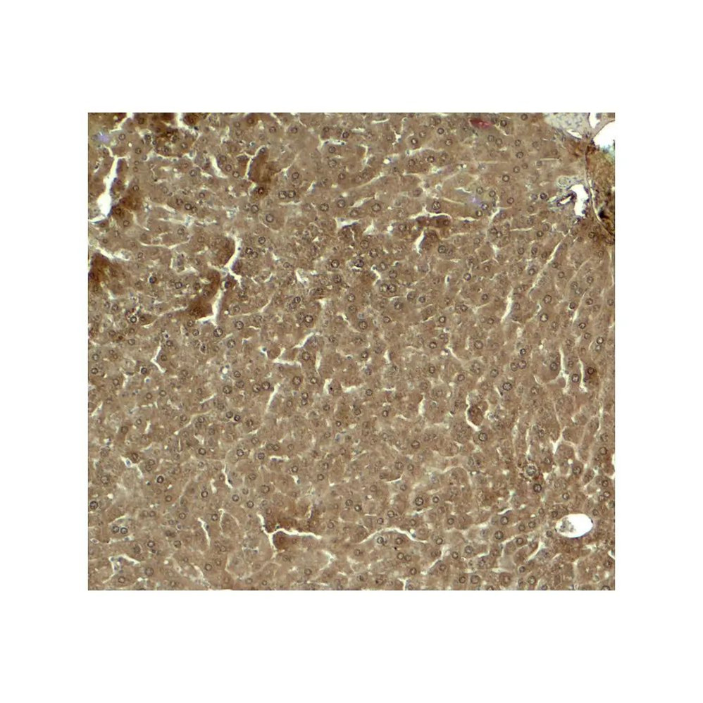 ProSci 8041 KLF17 Antibody