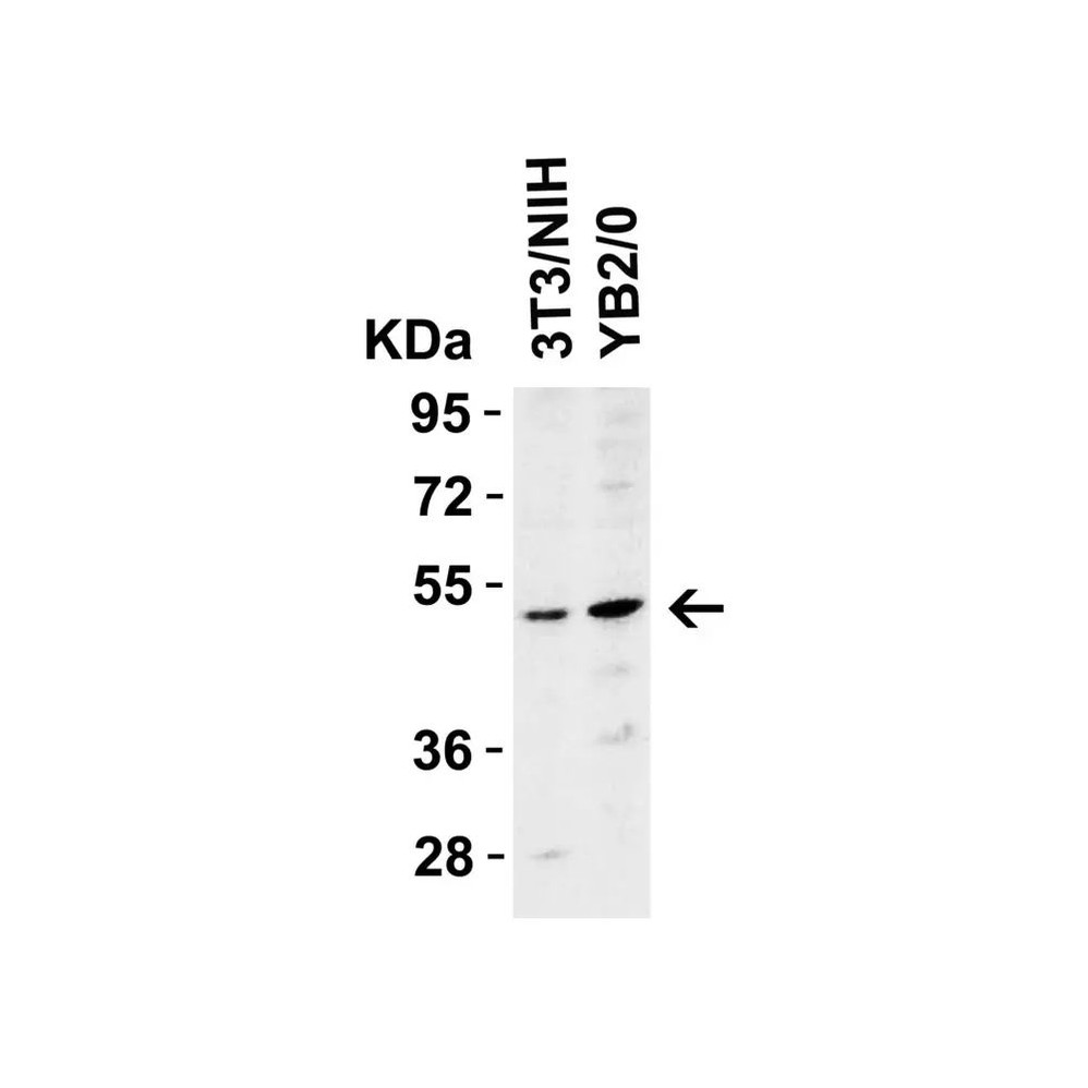 ProSci 2019 DR5 Antibody