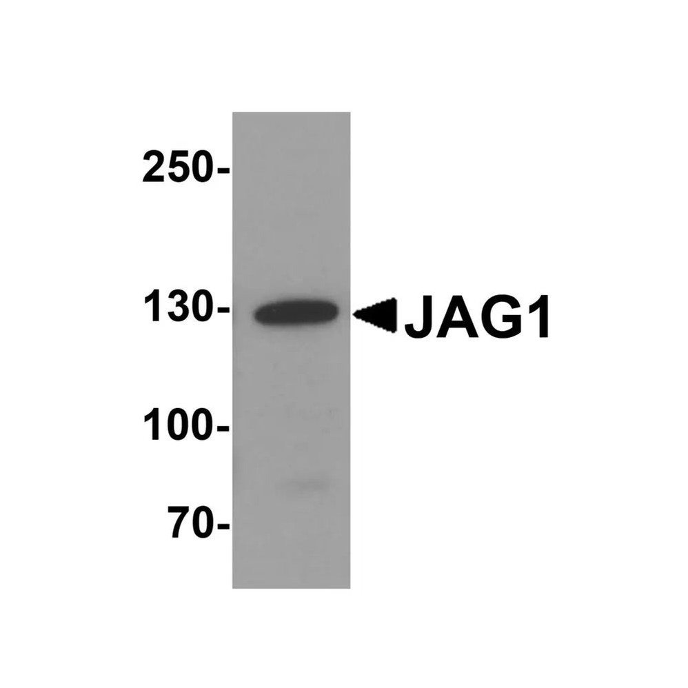 ProSci 8059 JAG1 Antibody
