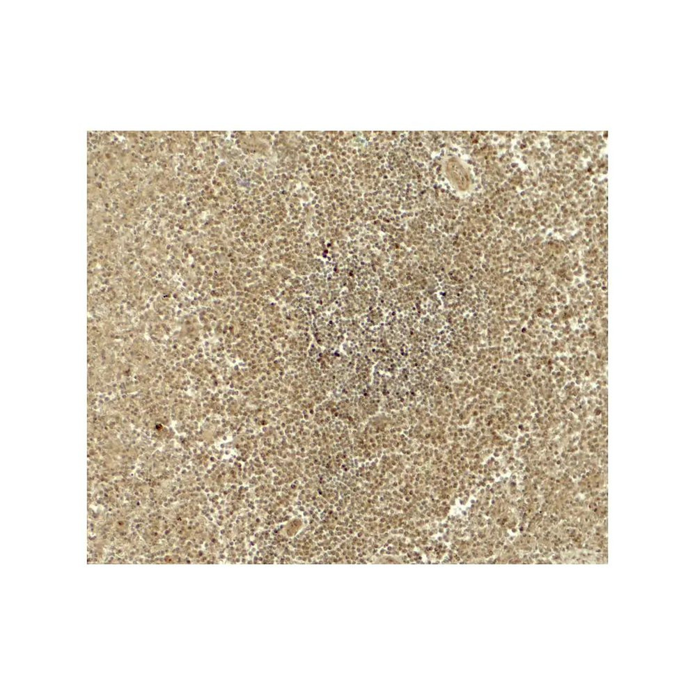 ProSci 8073 ATG4B Antibody