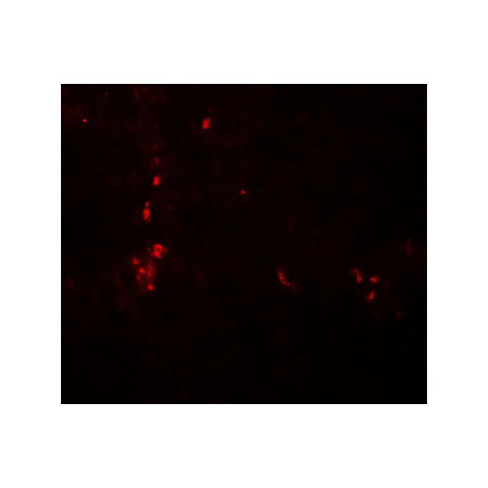 ProSci 8073 ATG4B Antibody