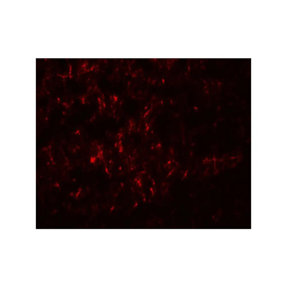 ProSci 8131 SLC29A4 Antibody