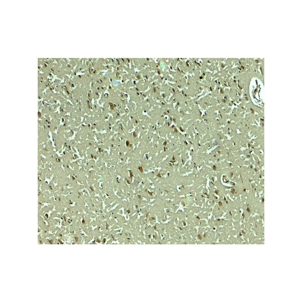ProSci 8131 SLC29A4 Antibody