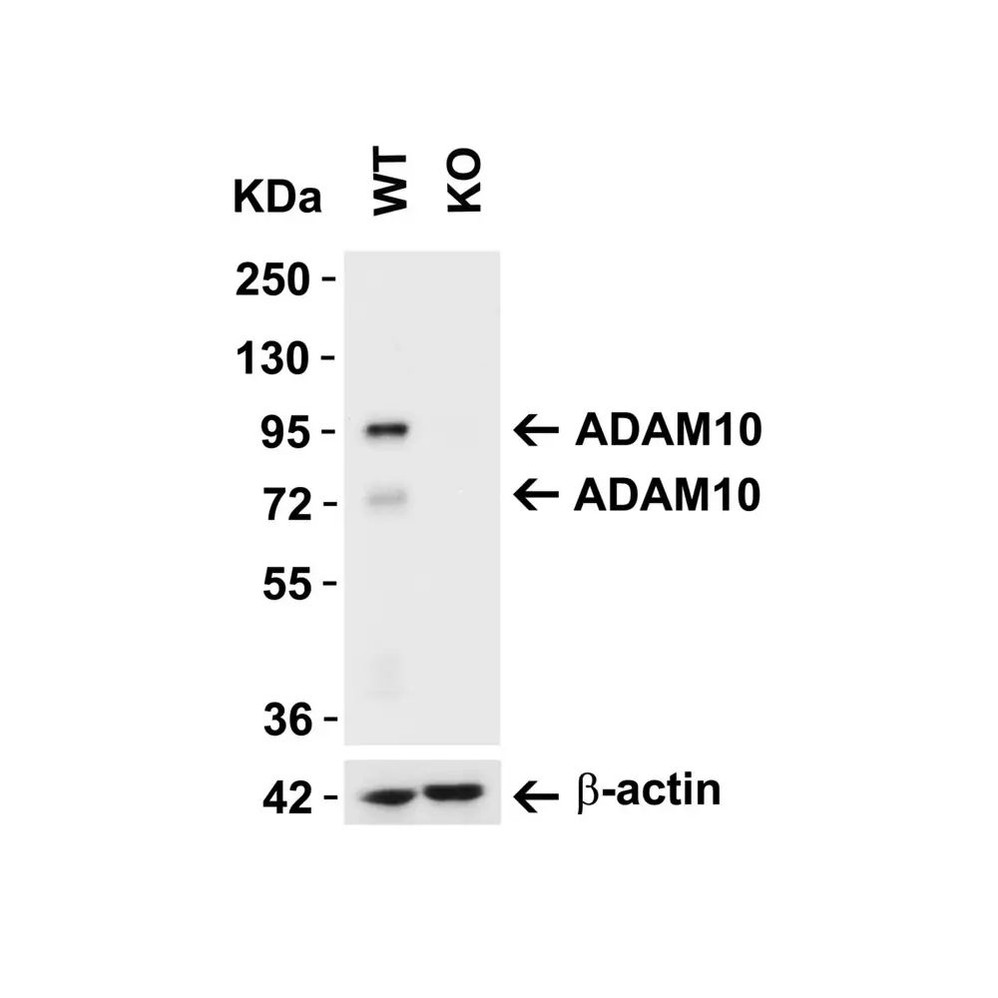 ProSci 2051 ADAM10 Antibody