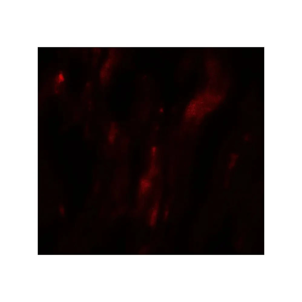 ProSci 8143 HOPX Antibody