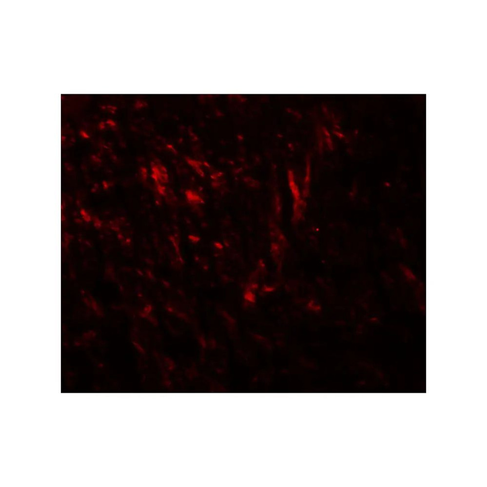 ProSci 8149 TENM1 Antibody