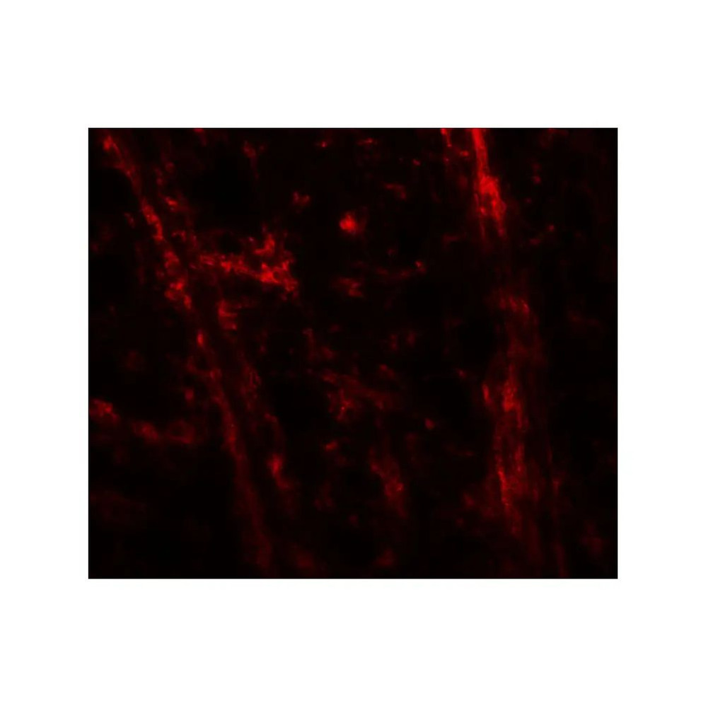ProSci 8151 TENM3 Antibody