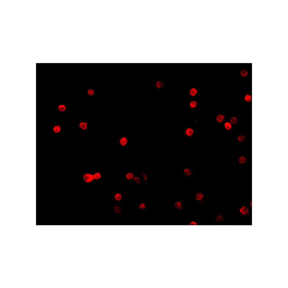 ProSci 2055 FLIP Antibody