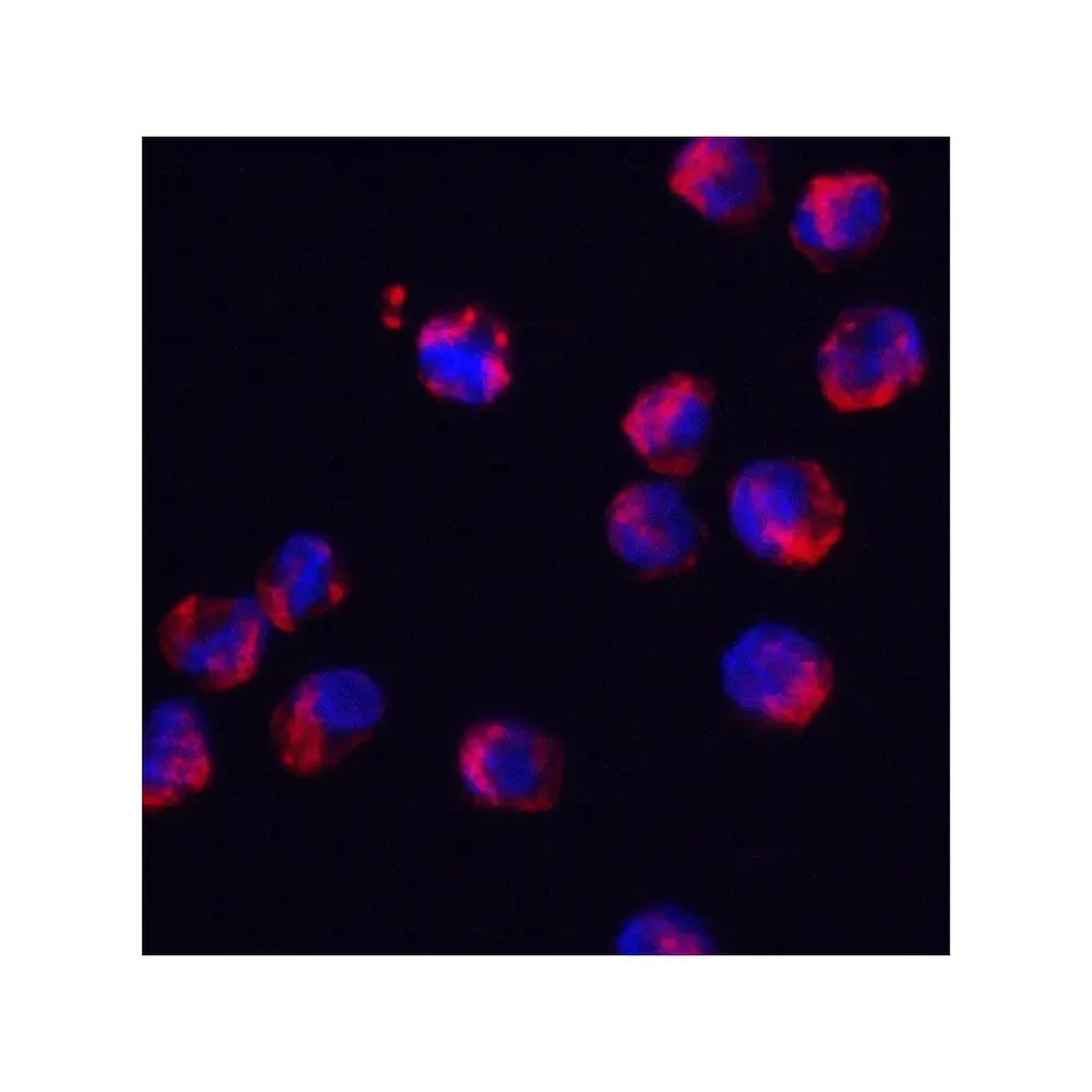ProSci 8179 SRSF3 Antibody