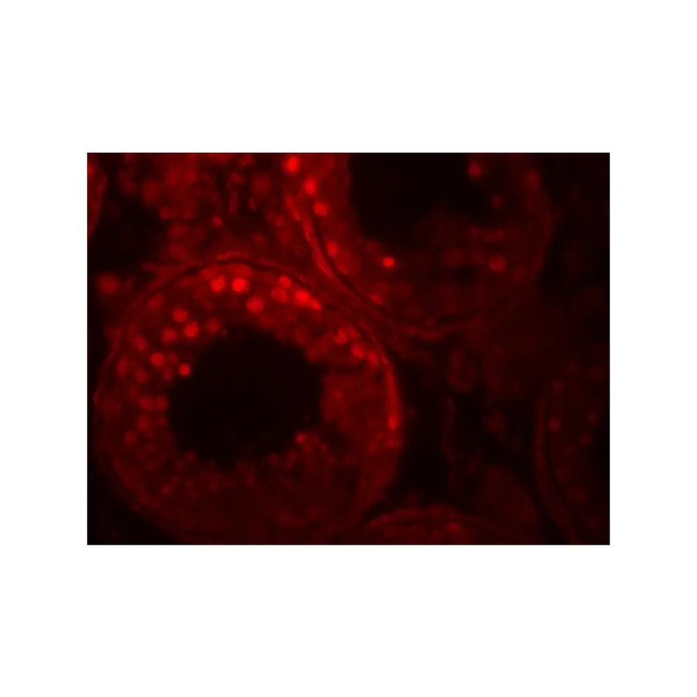ProSci 8183 ADAM29 Antibody