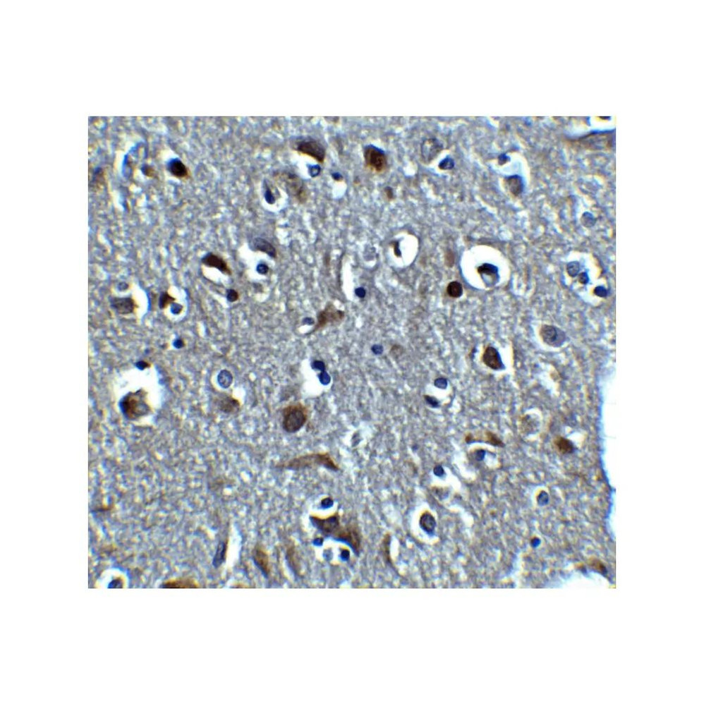 ProSci 8181 RLN3 Antibody