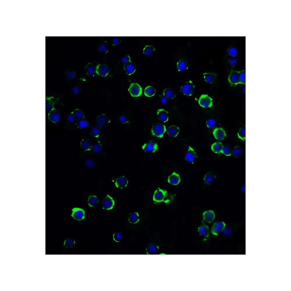 ProSci 8191 MAGEA4 Antibody