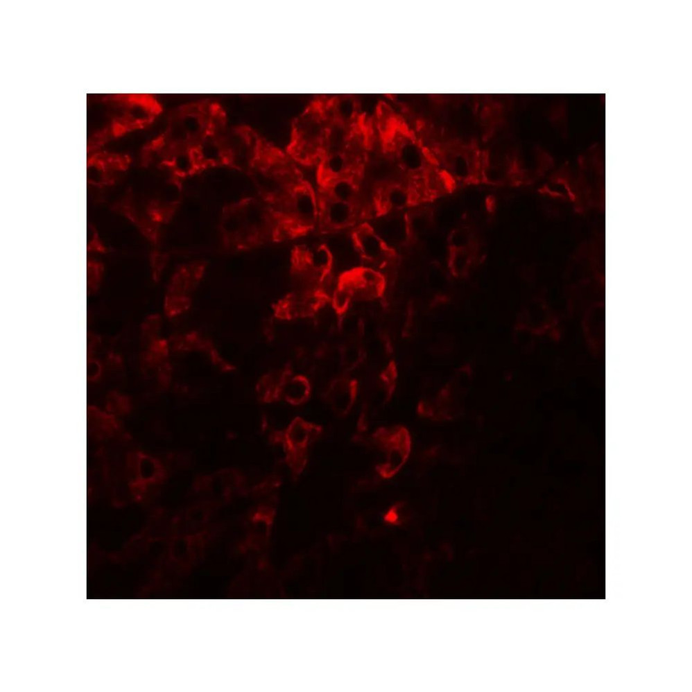 ProSci 8213 PDIA1 Antibody
