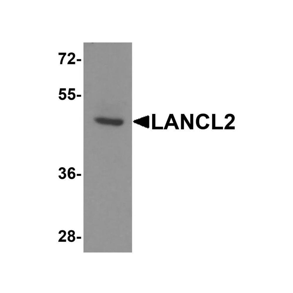 ProSci 8369 LANCL2 Antibody