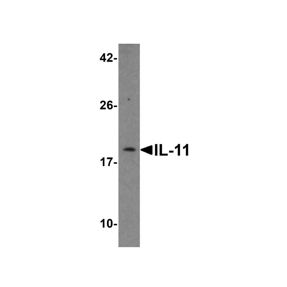 ProSci 8453 IL-11 Antibody