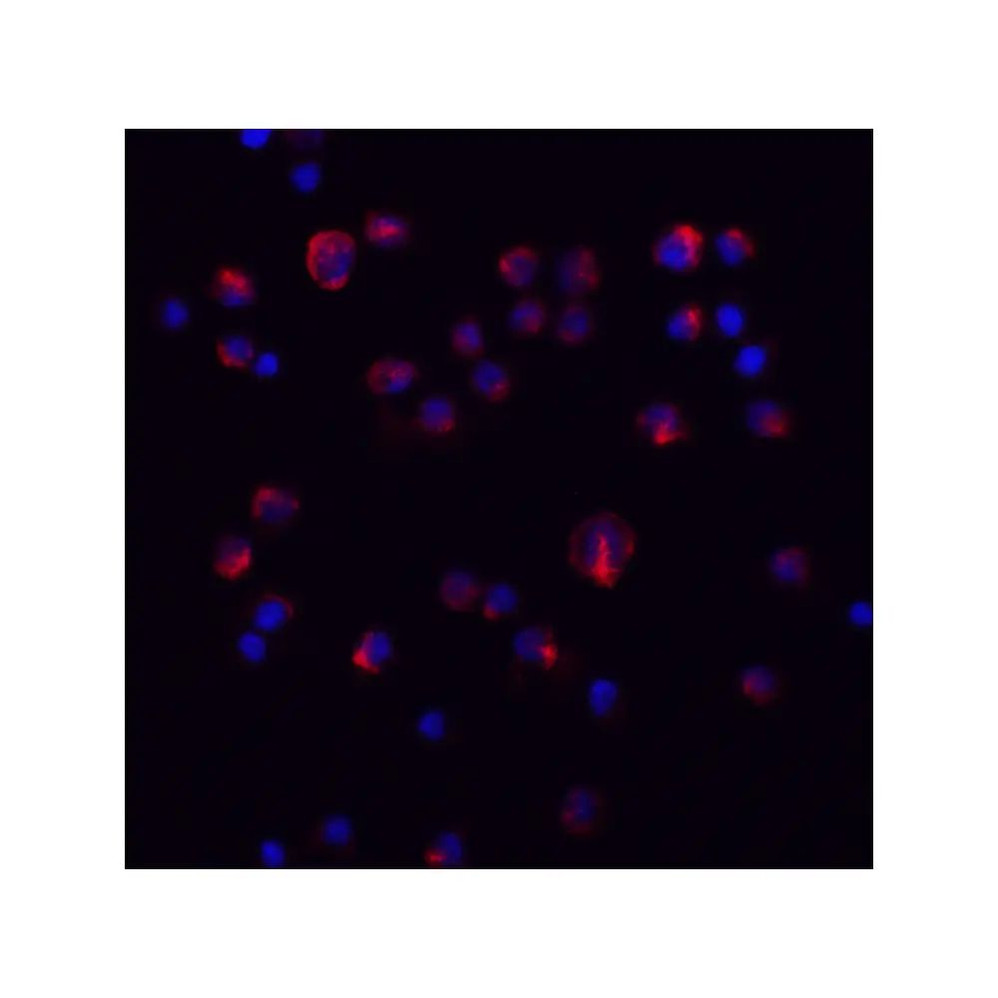 ProSci 8453 IL-11 Antibody