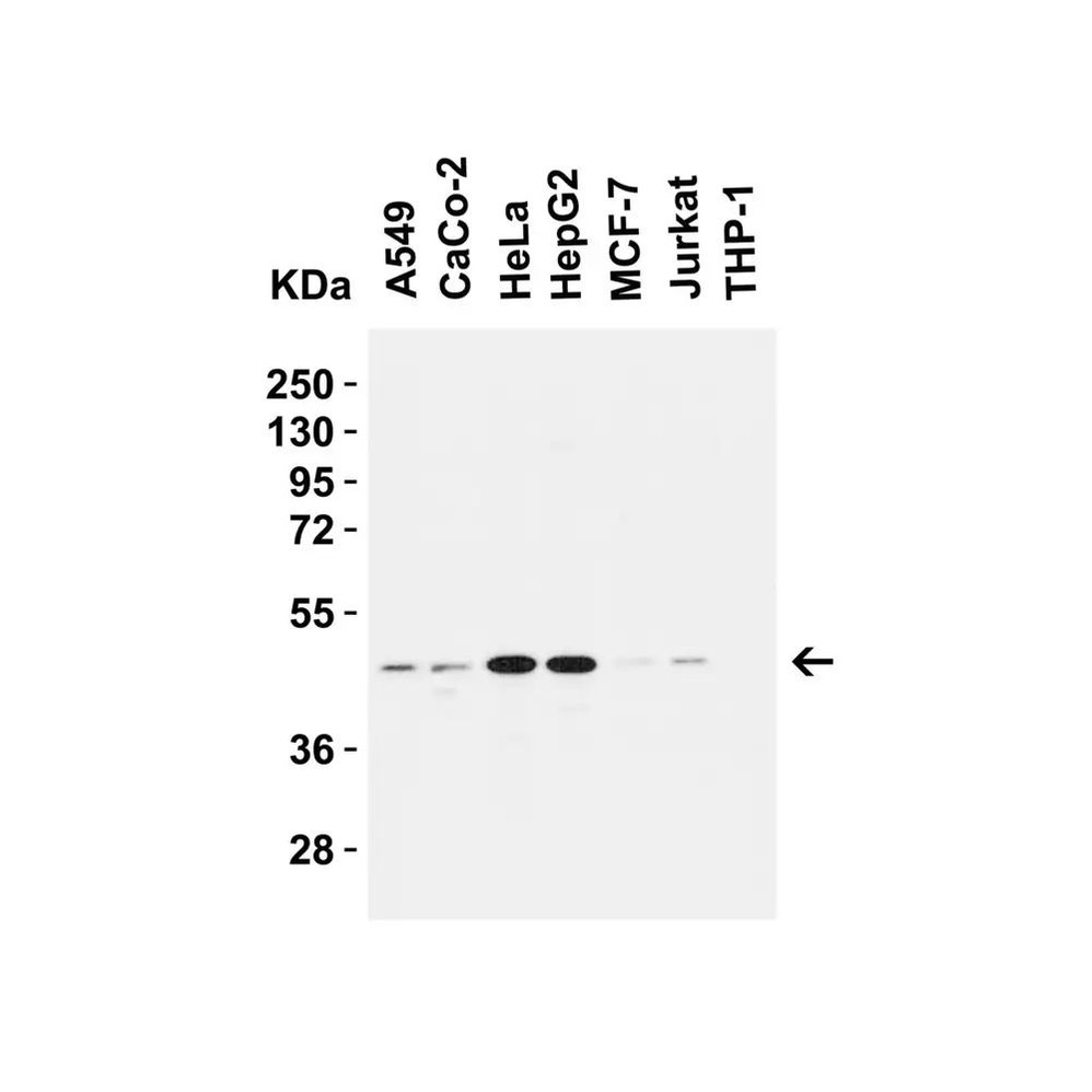 ProSci 2073 Caspase-9 Antibody