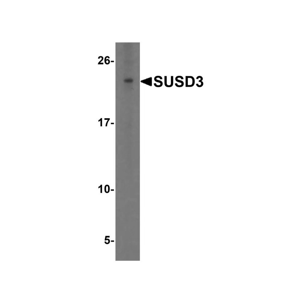 ProSci 8475 SUSD3 Antibody
