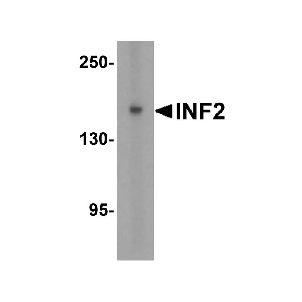 ProSci 8631 INF2 Antibody