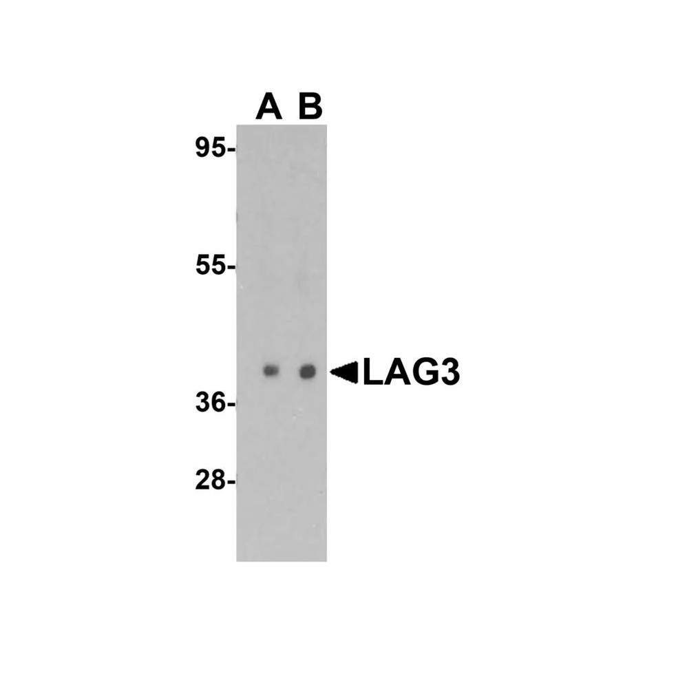 ProSci 8657 LAG3 Antibody