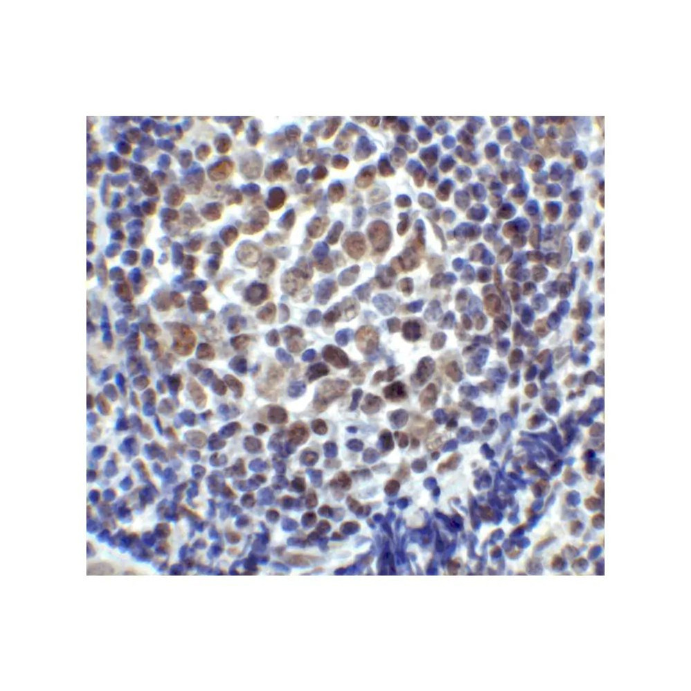 ProSci 8657 LAG3 Antibody