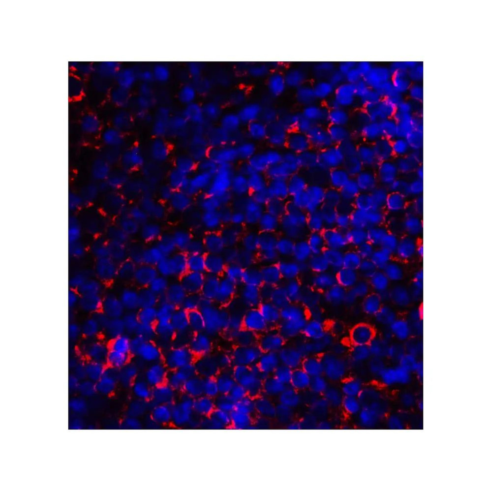 ProSci 8679 CD80 Antibody