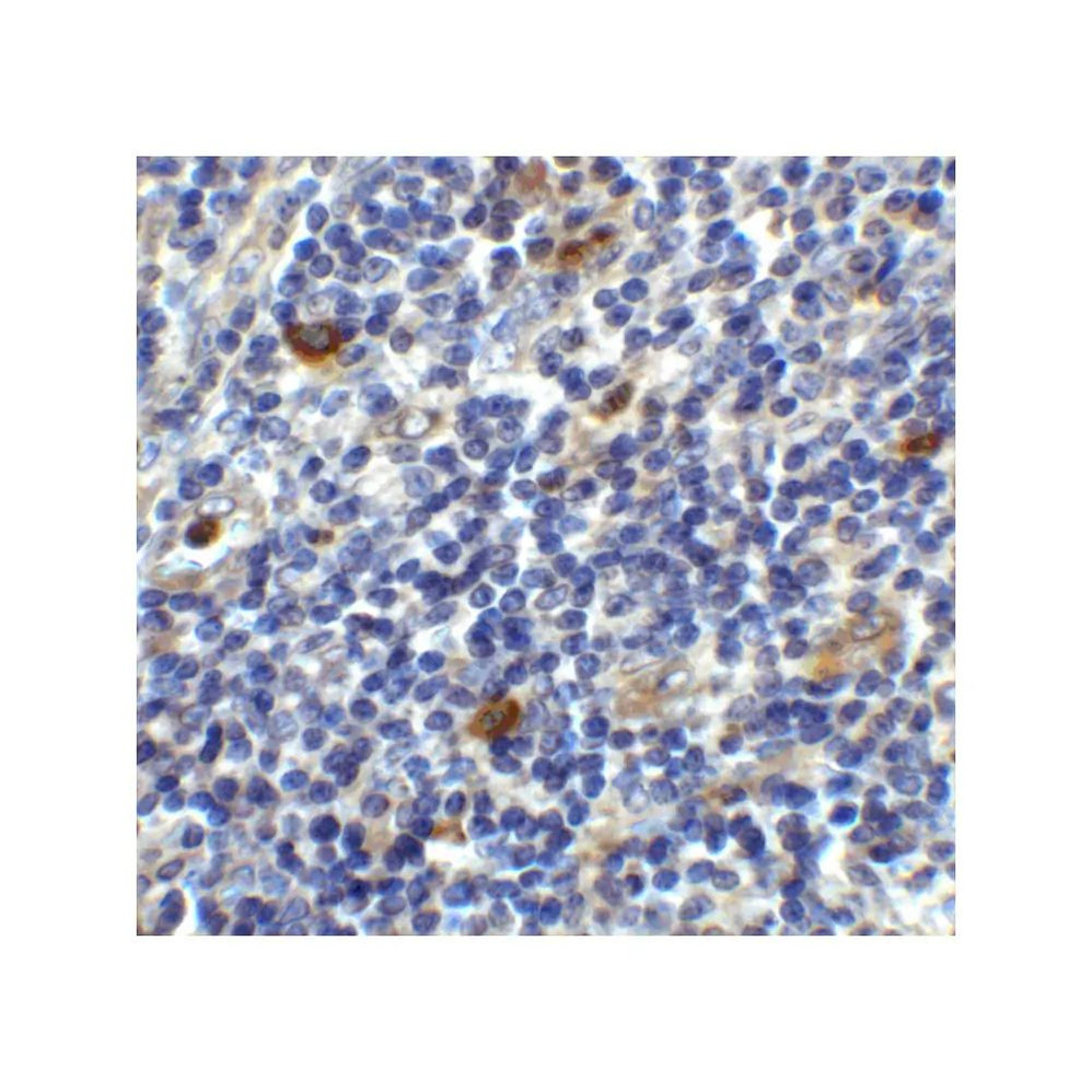 ProSci 8681 CD86 Antibody