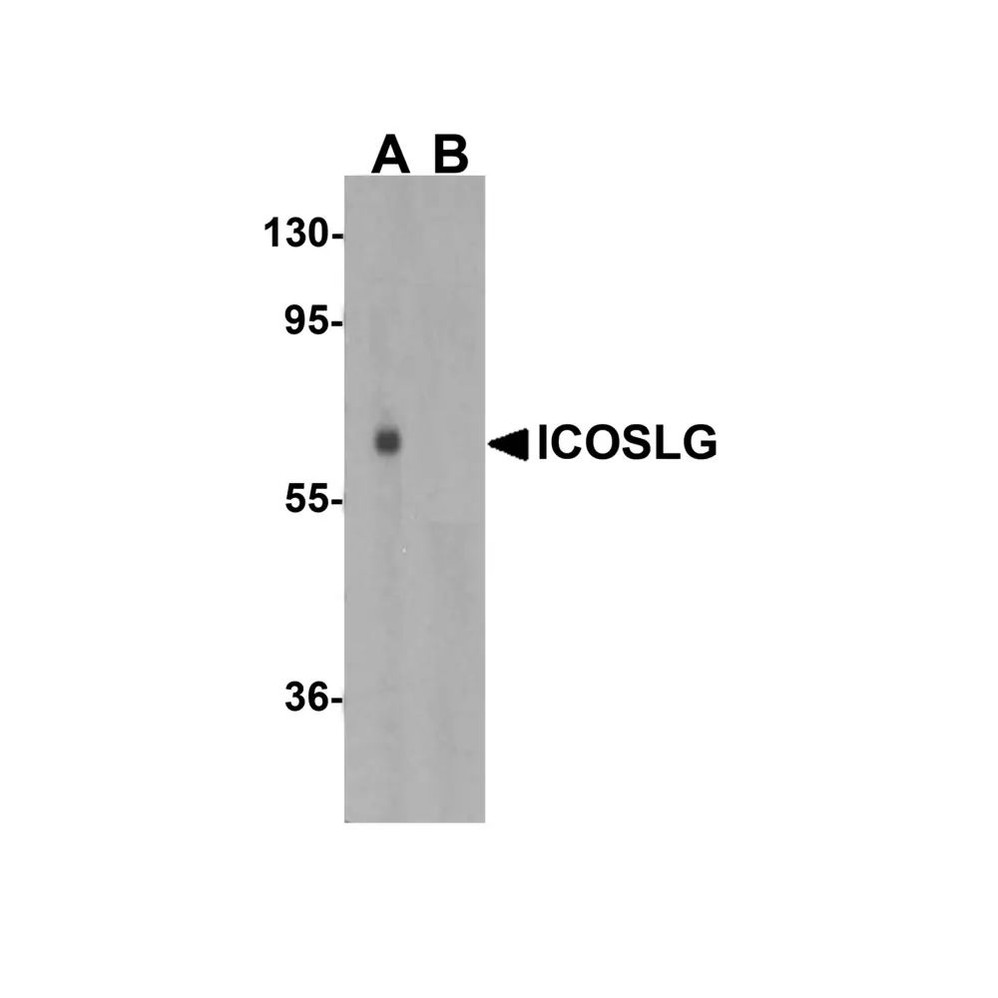 ProSci 8687 ICOSLG Antibody