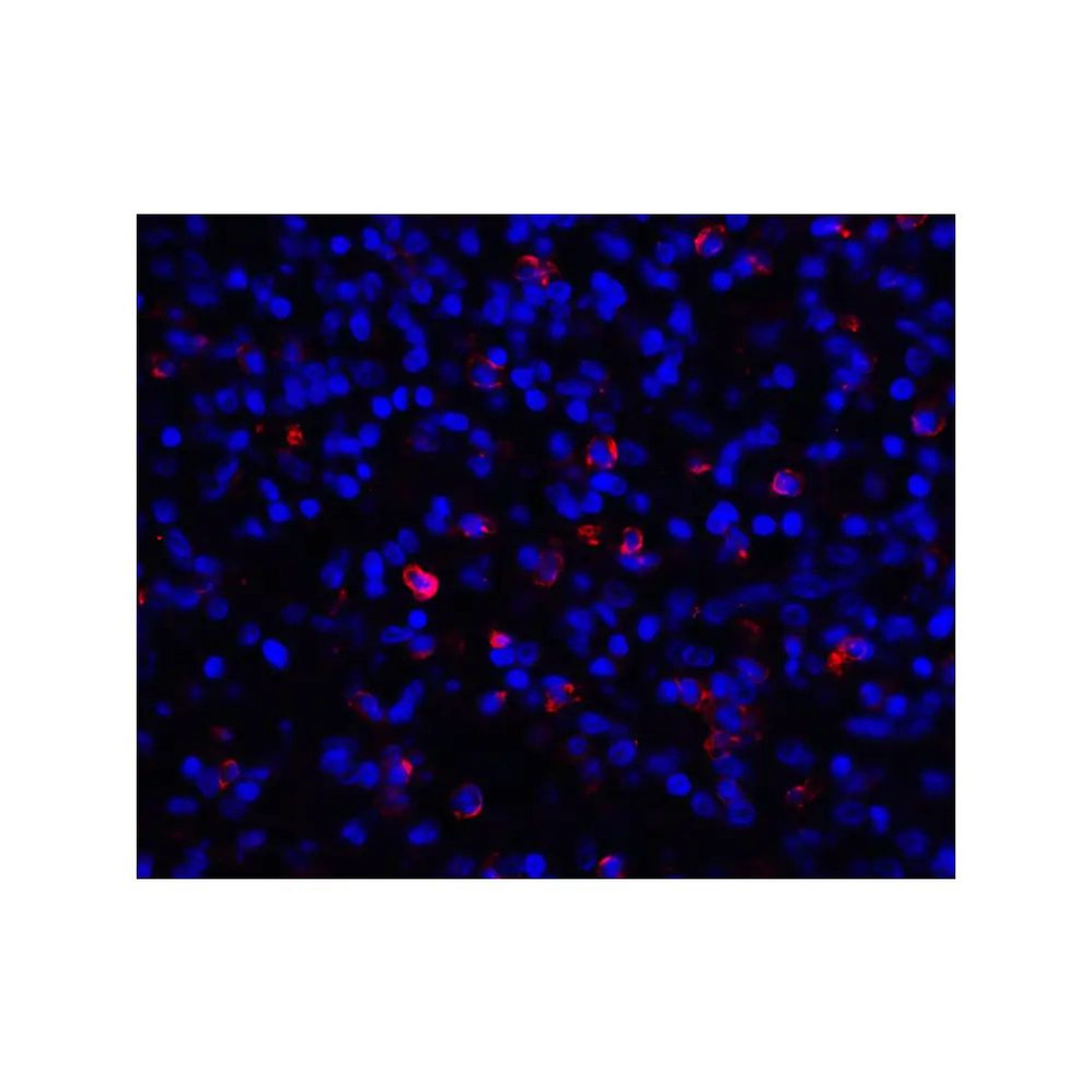 ProSci 8689 CD276 Antibody