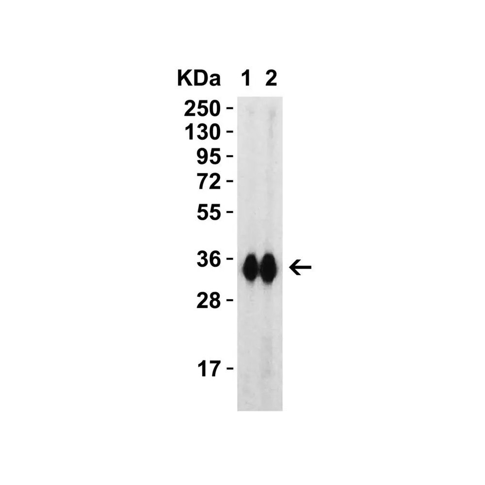 ProSci 9087 SARS-CoV-2 (COVID-19) Spike RBD Antibody